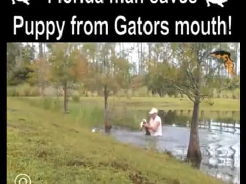 man saves puppy from alligator